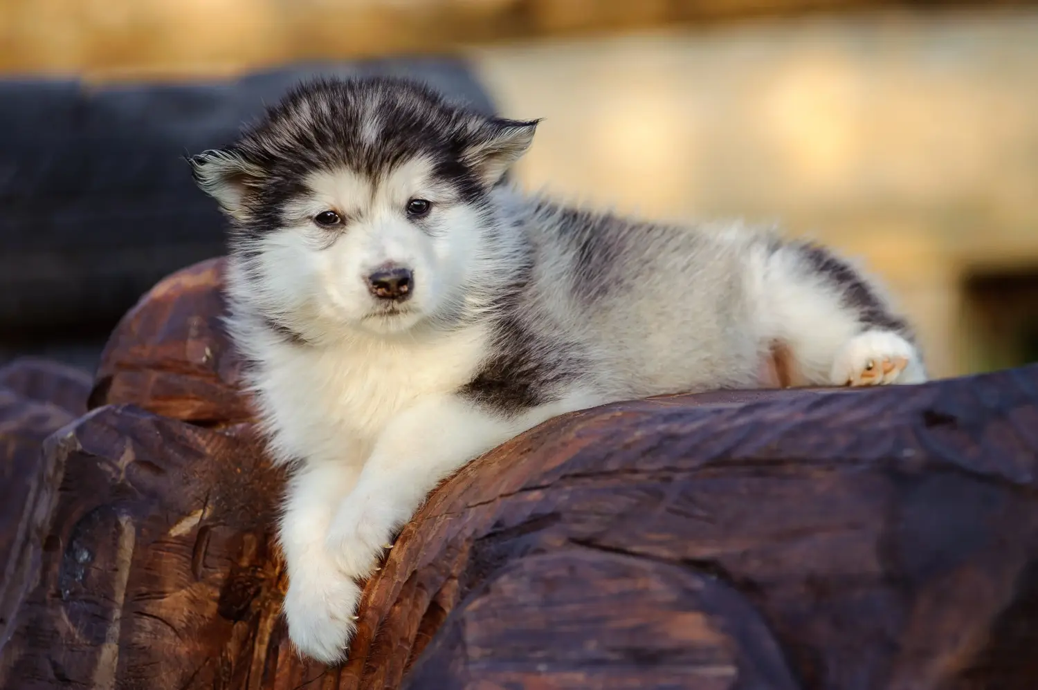 Bir Alaskan Malamute yavrusu satın almak sorumluluk almak demektir! Alaskan Malamute yavruları satın alın.