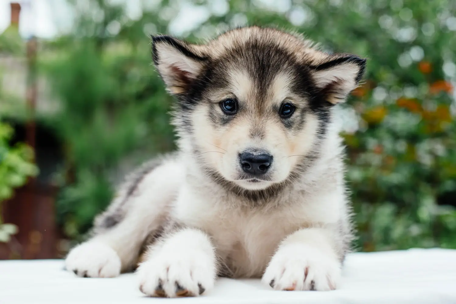 Bir Alaskan Malamute yavrusu satın almak sorumluluk almak demektir! Alaskan Malamute yavruları satın alın.