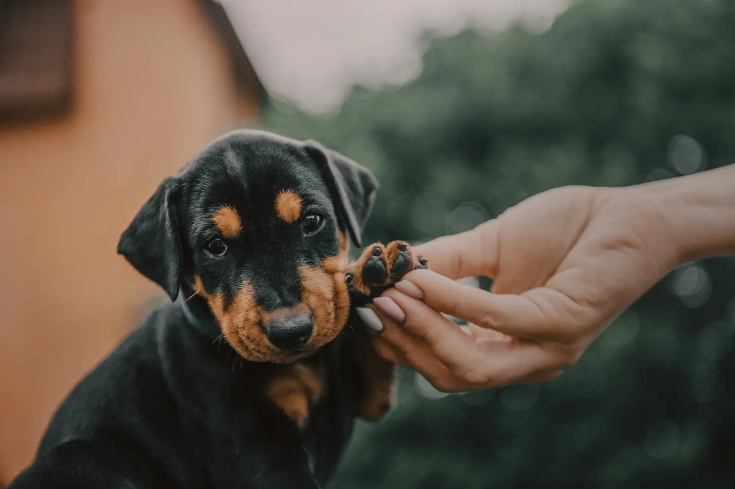 Bir Alman Pinscher yavrusu satın almak sorumluluk almak demektir! Alman Pinscher yavru köpekleri satın alın.