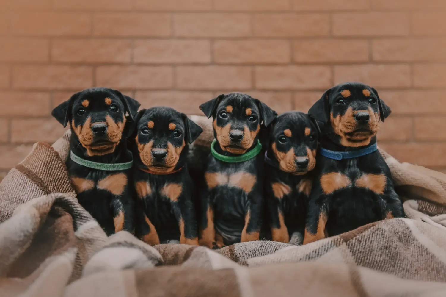 Bir Alman Pinscher yavrusu satın almak sorumluluk almak demektir! Alman Pinscher yavru köpekleri satın alın.