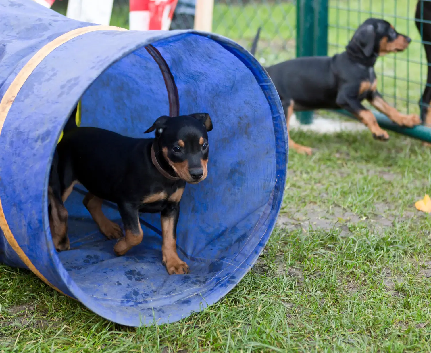 Bir Alman Pinscher yavrusu satın almak sorumluluk almak demektir! Alman Pinscher yavru köpekleri satın alın.