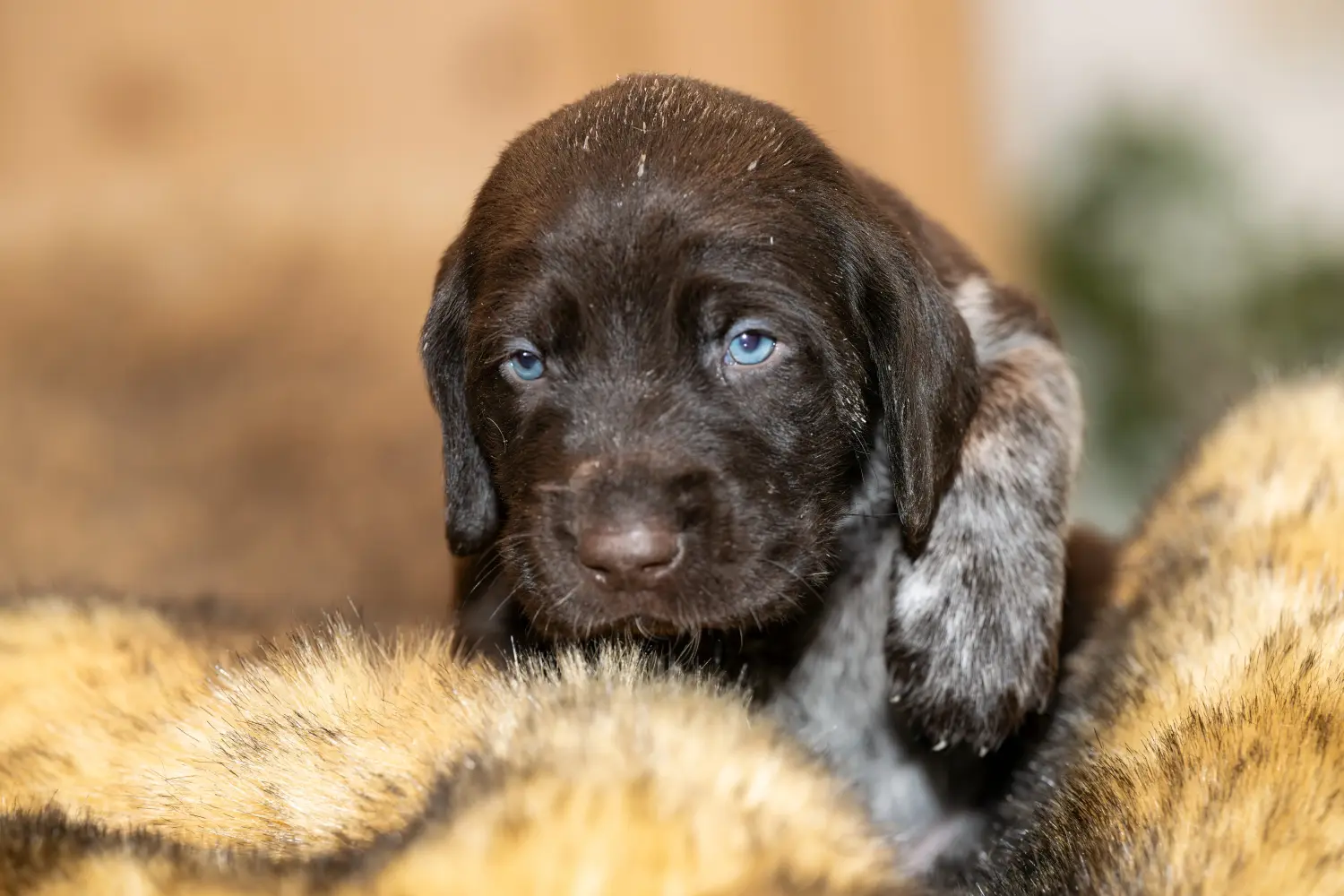 Bir Alman Tel Tüylü yavru köpek satın almak sorumluluk almak demektir! Alman Wirehaired yavru köpek satın alın.