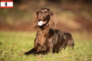 Read more about the article Berlin’de Uzun Tüylü Alman Yetiştiricileri ve Yavru Köpekler