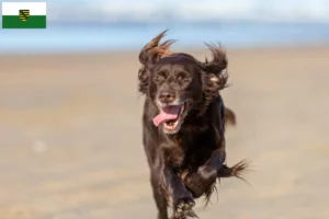 Read more about the article Saksonya’da Uzun Tüylü Alman Yetiştiricileri ve Yavru Köpekler