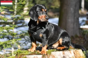 Read more about the article Macaristan’da Alpine Dachsbracke yetiştiricileri ve köpek yavruları