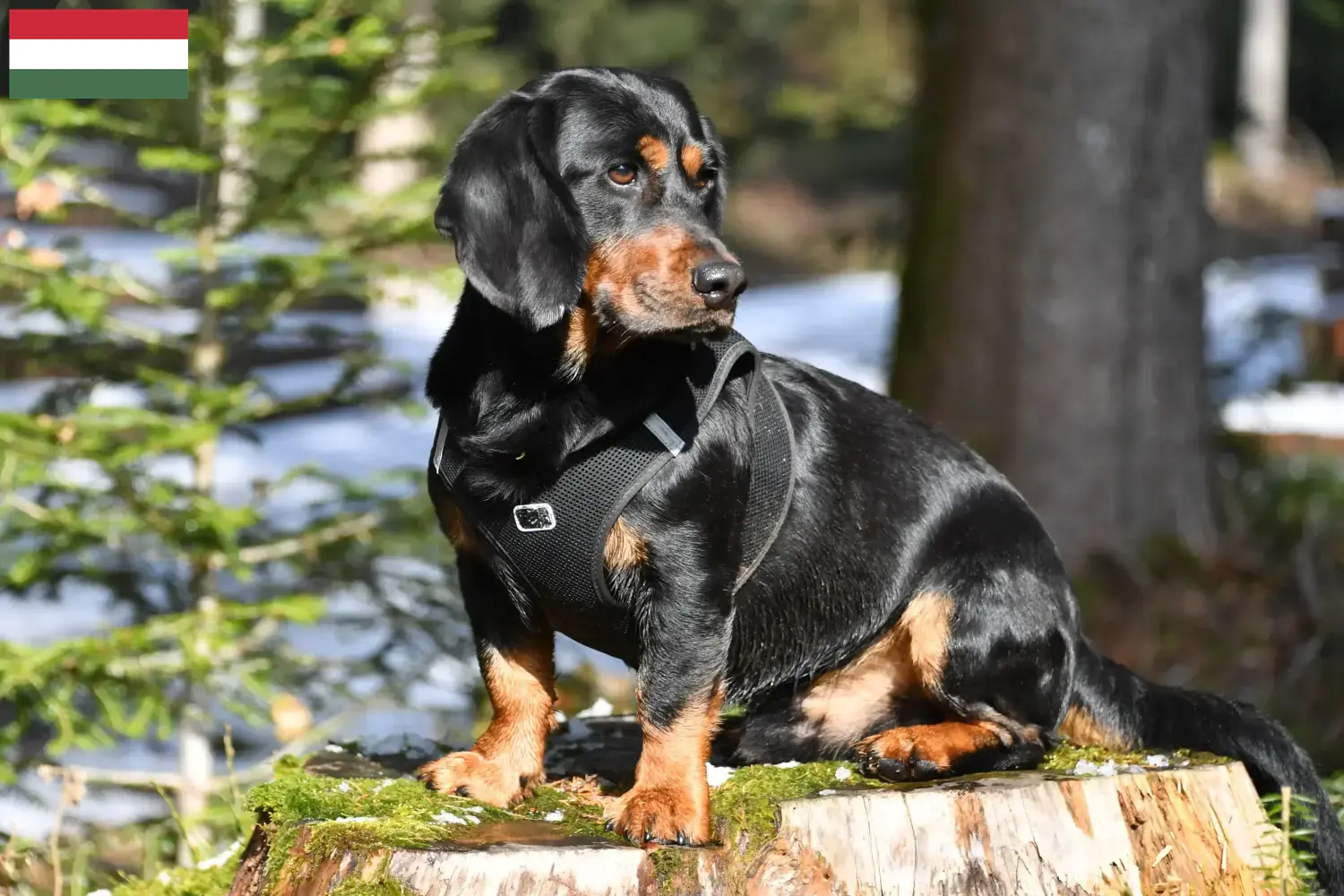 Alpine Dachsbracke yavru köpek ve yetiştiricileri Macaristan Burada Macaristan'daki Alpine Dachsbracken yetiştiricilerini bulabilirsiniz.