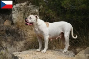 Read more about the article Çek Cumhuriyeti’ndeki Amerikan Bulldog yetiştiricileri ve yavru köpekler