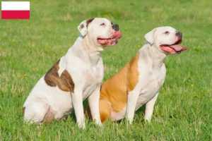 Read more about the article Polonya’da Amerikan Bulldog yetiştiricileri ve köpek yavruları