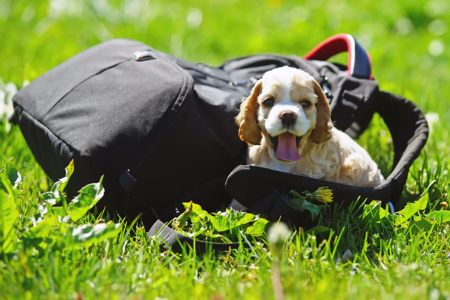 Bir American Water Spaniel yavrusu satın almak sorumluluk almak demektir! Amerikan Cocker Spaniel yavru köpek satın alın.