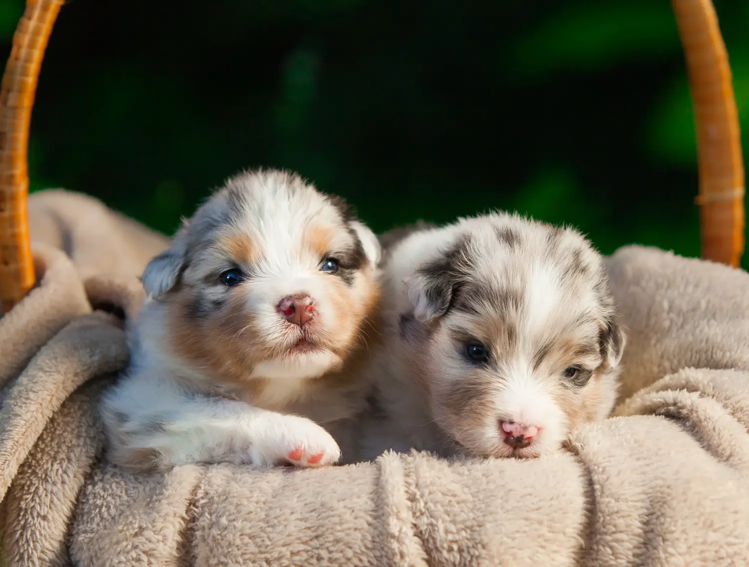 Bir Avustralya Çoban Köpeği yavrusu satın almak sorumluluk almak demektir! Avustralya Çoban Köpeği yavruları satın alın.