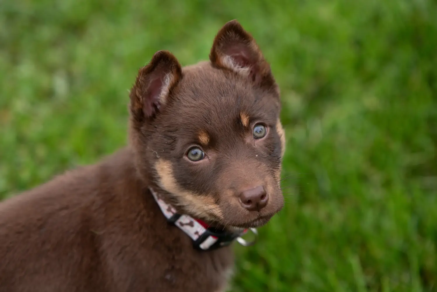 Bir Avustralya Kelpie yavrusu satın almak sorumluluk almak demektir! Avustralya Kelpie yavruları satın alın.