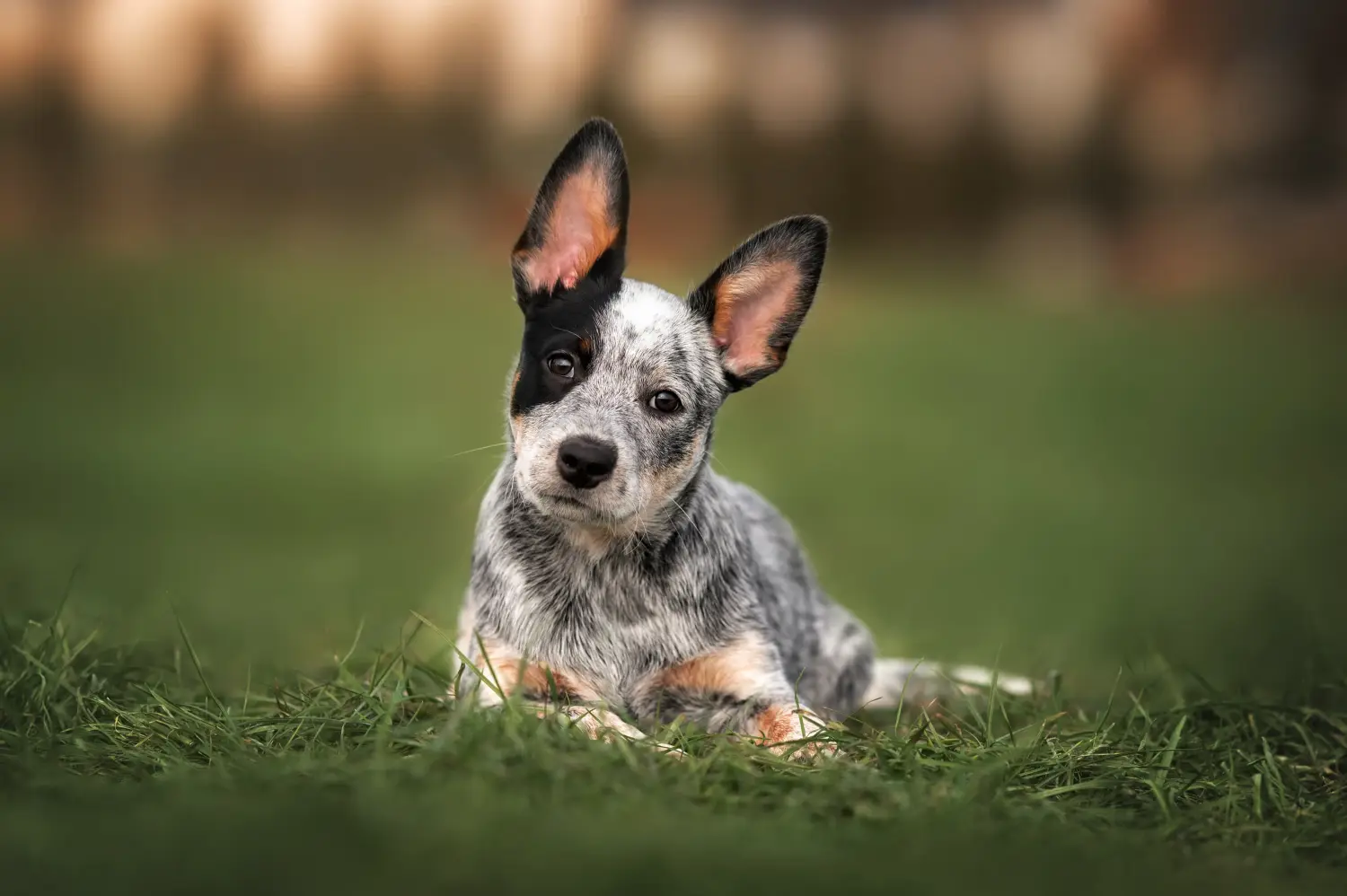 Yavru bir Avustralya Sığır Köpeği satın almak sorumluluk almak demektir! Avustralya Sığır Köpeği yavruları satın alın.