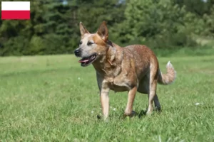 Read more about the article Polonya’da Avustralya Sığır Köpeği yetiştiricileri ve yavruları