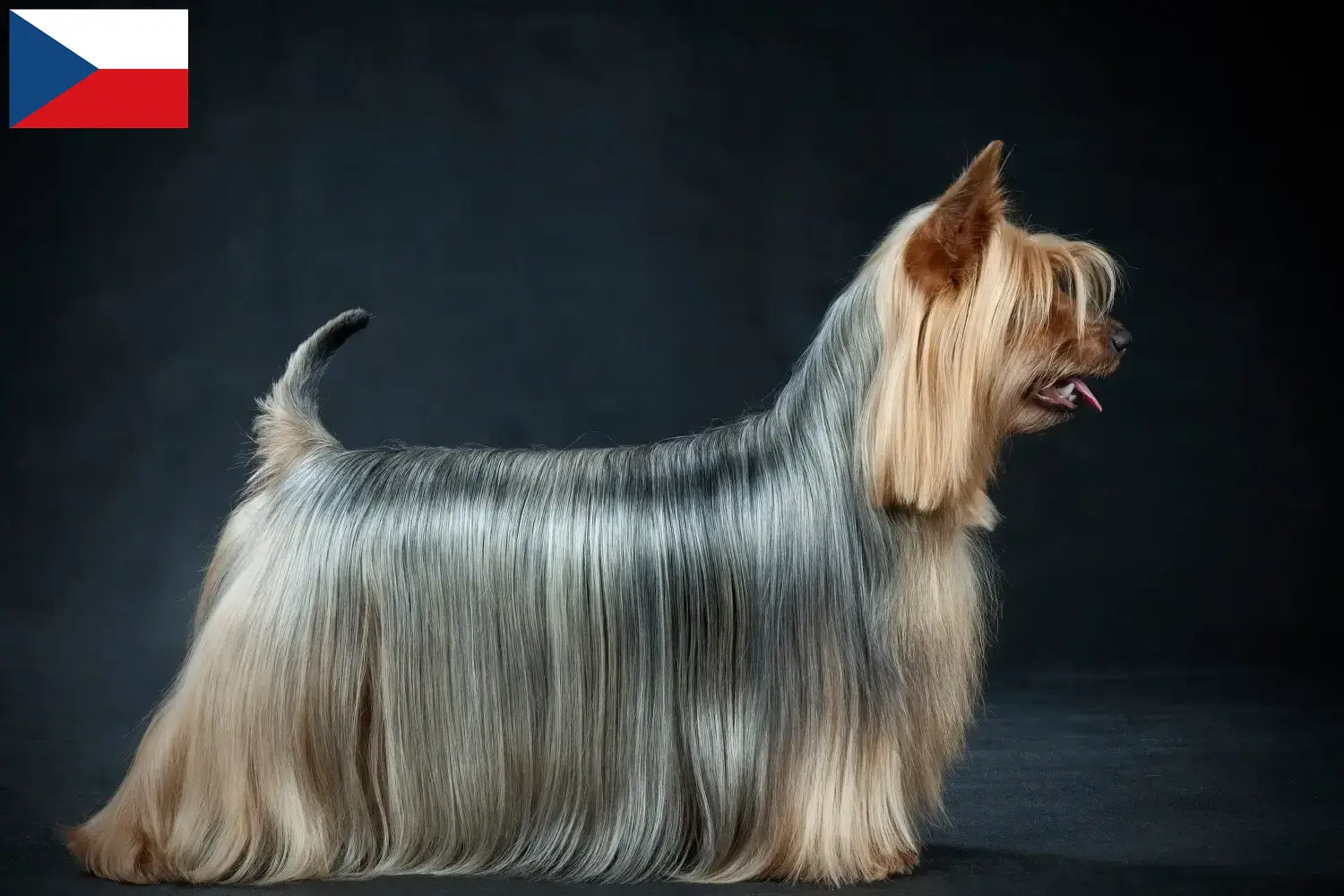 Read more about the article Çek Cumhuriyeti’nde Avustralya Silky Terrier yetiştiricileri ve yavru köpekler
