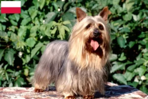 Read more about the article Polonya’da Avustralya Silky Terrier yetiştiricileri ve köpek yavruları