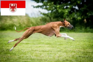 Read more about the article Brandenburg’da Azawakh yetiştiricileri ve köpek yavruları