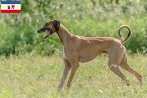 Read more about the article Mecklenburg-Vorpommern’de Azawakh yetiştiricileri ve köpek yavruları