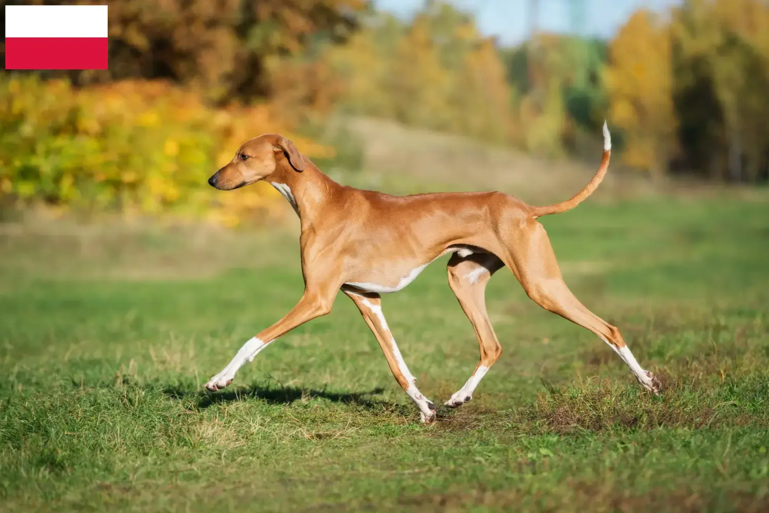 Read more about the article Polonya’da Azawakh yetiştiricileri ve köpek yavruları