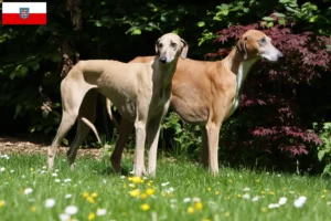 Read more about the article Thüringen’deki Azawakh yetiştiricileri ve köpek yavruları