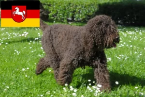 Read more about the article Aşağı Saksonya’daki Barbet yetiştiricileri ve köpek yavruları