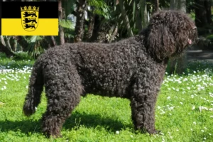 Read more about the article Baden-Württemberg’de Barbet yetiştiricileri ve köpek yavruları
