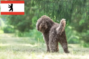 Read more about the article Berlin’de Barbet yetiştiricileri ve köpek yavruları