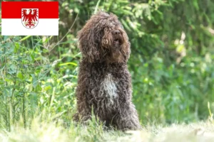 Read more about the article Brandenburg’da Barbet yetiştiricileri ve köpek yavruları