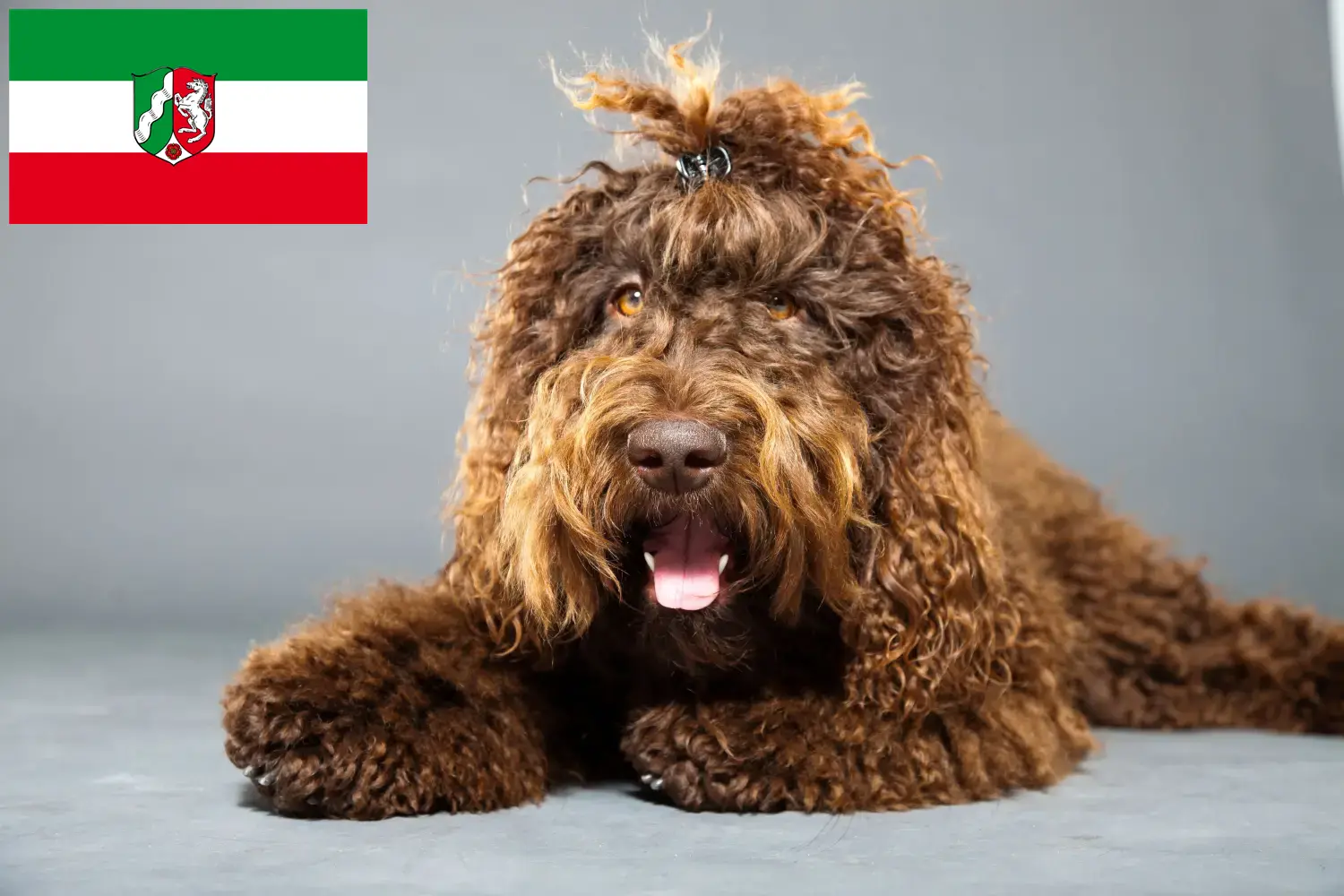 Read more about the article Kuzey Ren-Vestfalya’daki Barbet yetiştiricileri ve köpek yavruları