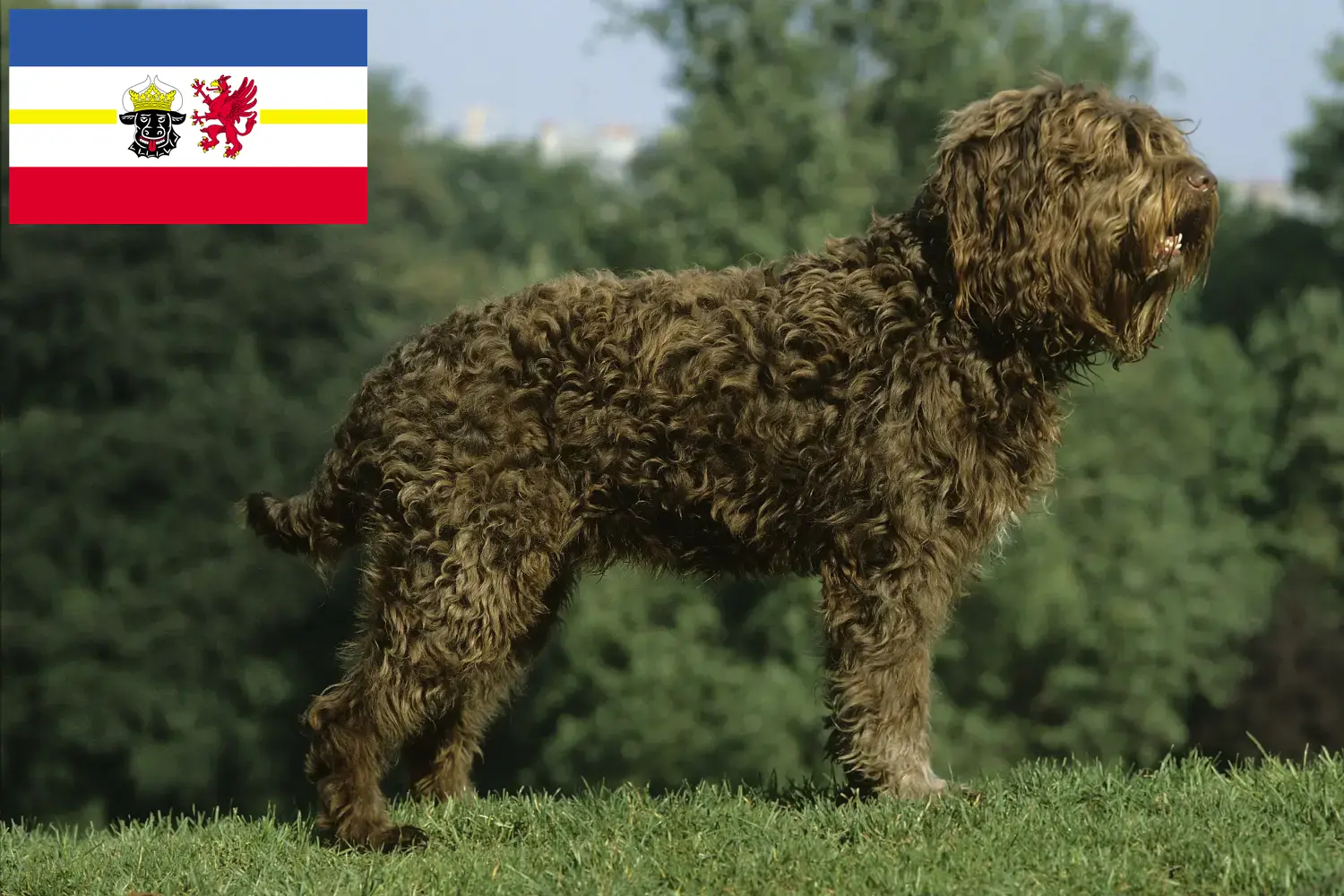 Read more about the article Mecklenburg-Vorpommern’deki Barbet yetiştiricileri ve köpek yavruları