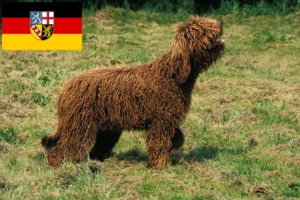 Read more about the article Saarland’da Barbet yetiştiricileri ve köpek yavruları