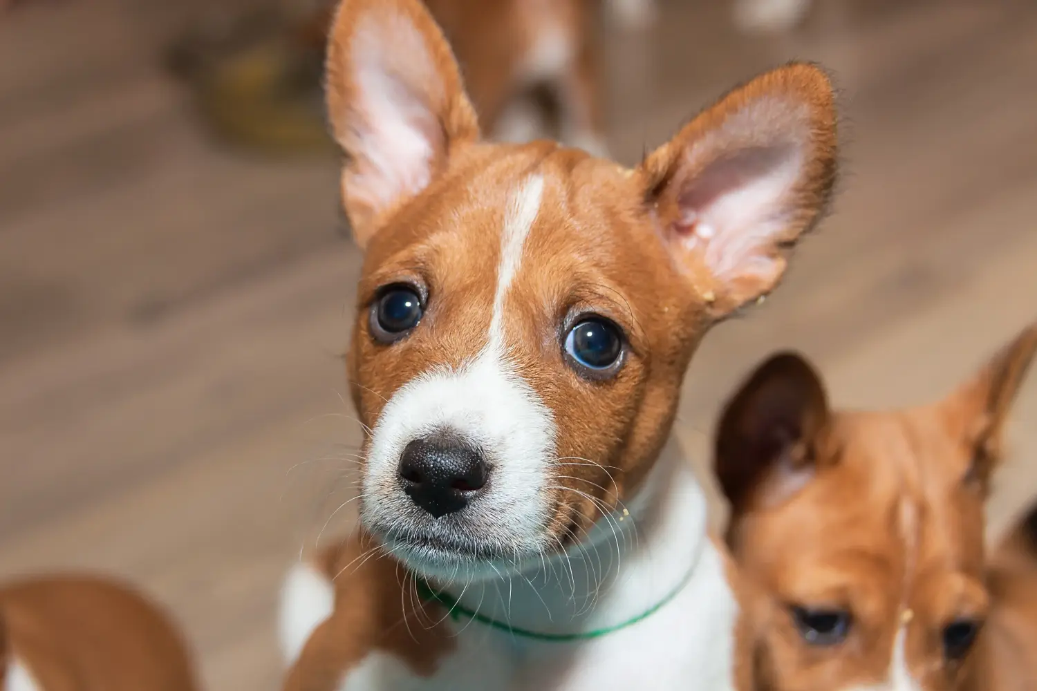 Bir Basenji yavrusu satın almak sorumluluk almak demektir! Basenji yavru köpekleri satın alın.