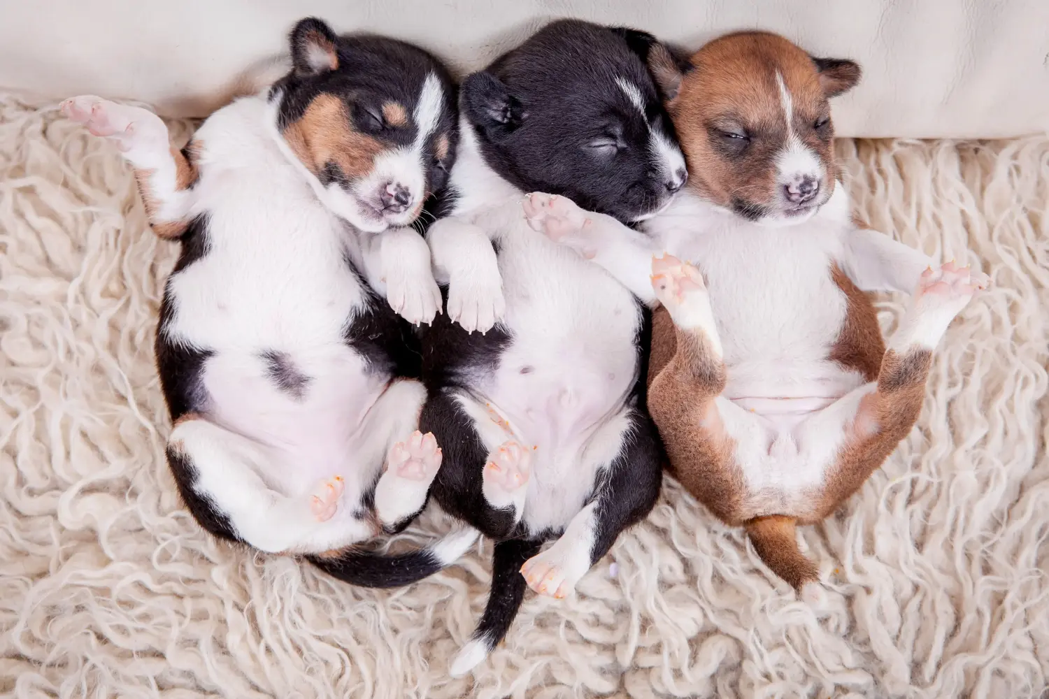 Bir Basenji yavrusu satın almak sorumluluk almak demektir! Basenji yavru köpekleri satın alın.