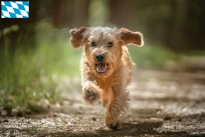 Read more about the article Bavyera’da Basset fauve de Bretagne yetiştiricileri ve köpek yavruları