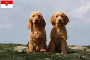 Read more about the article Brandenburg’da Basset fauve de Bretagne yetiştiricileri ve köpek yavruları