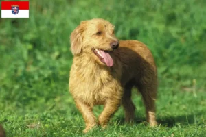 Read more about the article Hessen’de Basset fauve de Bretagne yetiştiricileri ve köpek yavruları