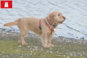 Read more about the article Hamburg’da Basset fauve de Bretagne yetiştiricileri ve köpek yavruları