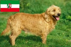 Read more about the article Kuzey Ren-Vestfalya’da Basset fauve de Bretagne yetiştiricileri ve köpek yavruları