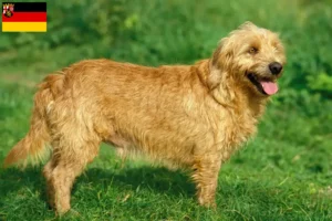 Read more about the article Rheinland-Pfalz’da Basset fauve de Bretagne yetiştiricileri ve köpek yavruları