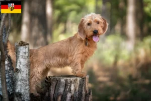 Read more about the article Saarland’da Basset fauve de Bretagne yetiştiricileri ve köpek yavruları