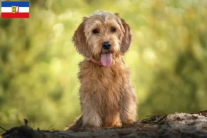 Read more about the article Schleswig-Holstein’da Basset fauve de Bretagne yetiştiricileri ve köpek yavruları