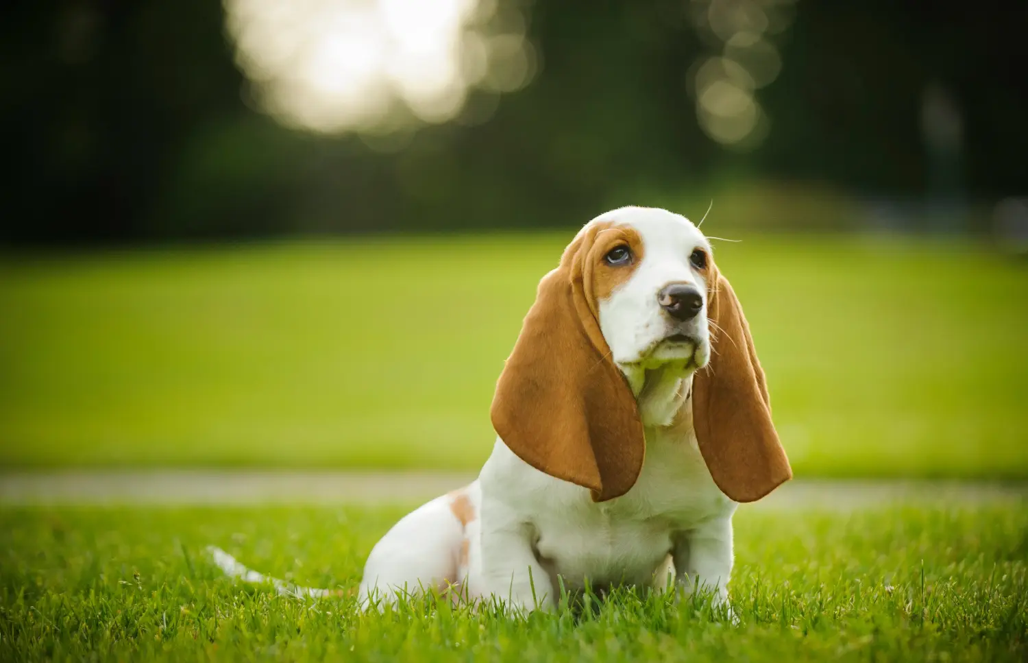 Yavru bir Basset Hound köpeği satın almak sorumluluk almak demektir! Basset Hound yavru köpekleri satın alın.