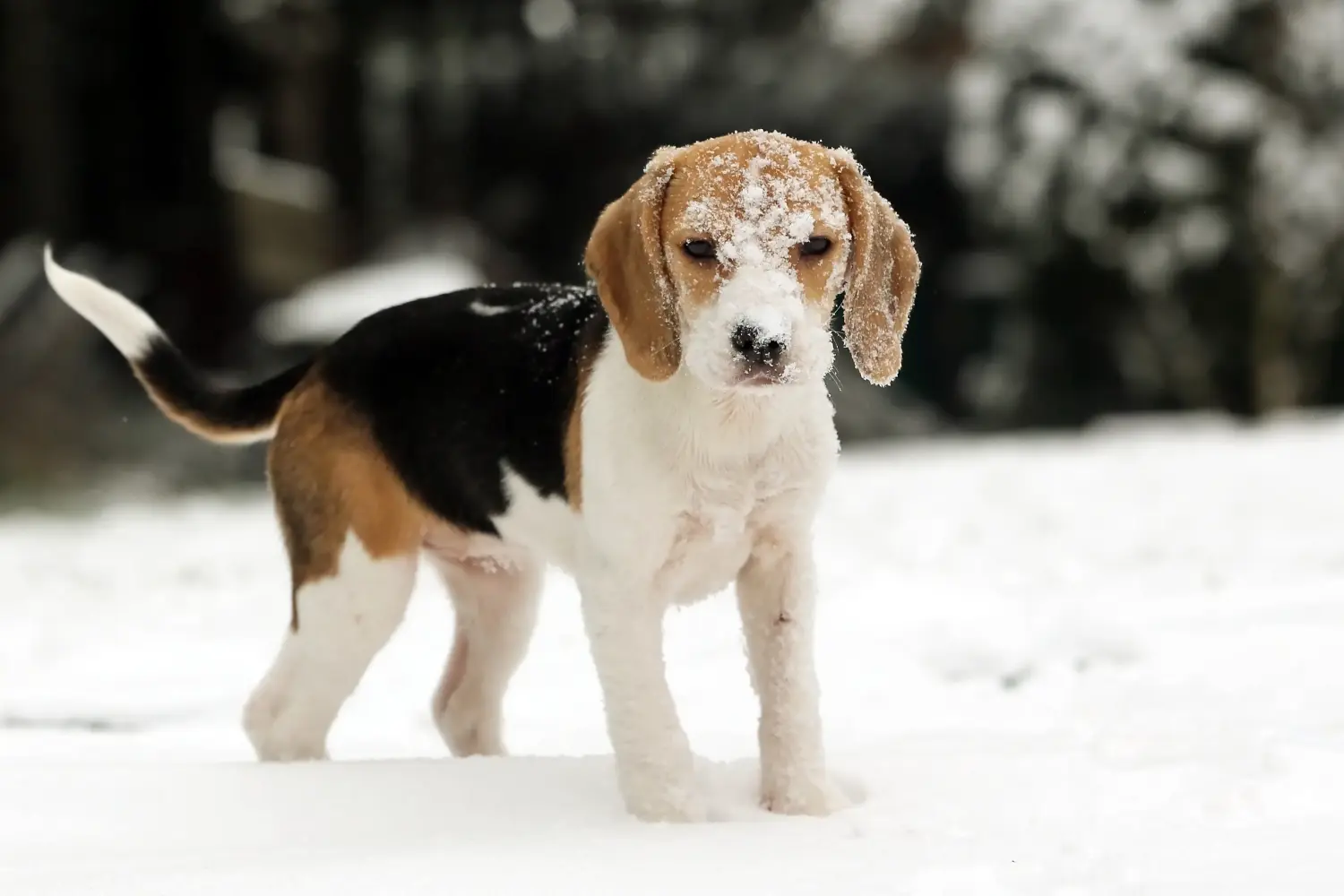 Bir Beagle yavrusu satın almak sorumluluk almak demektir! Beagle yavruları satın alın.