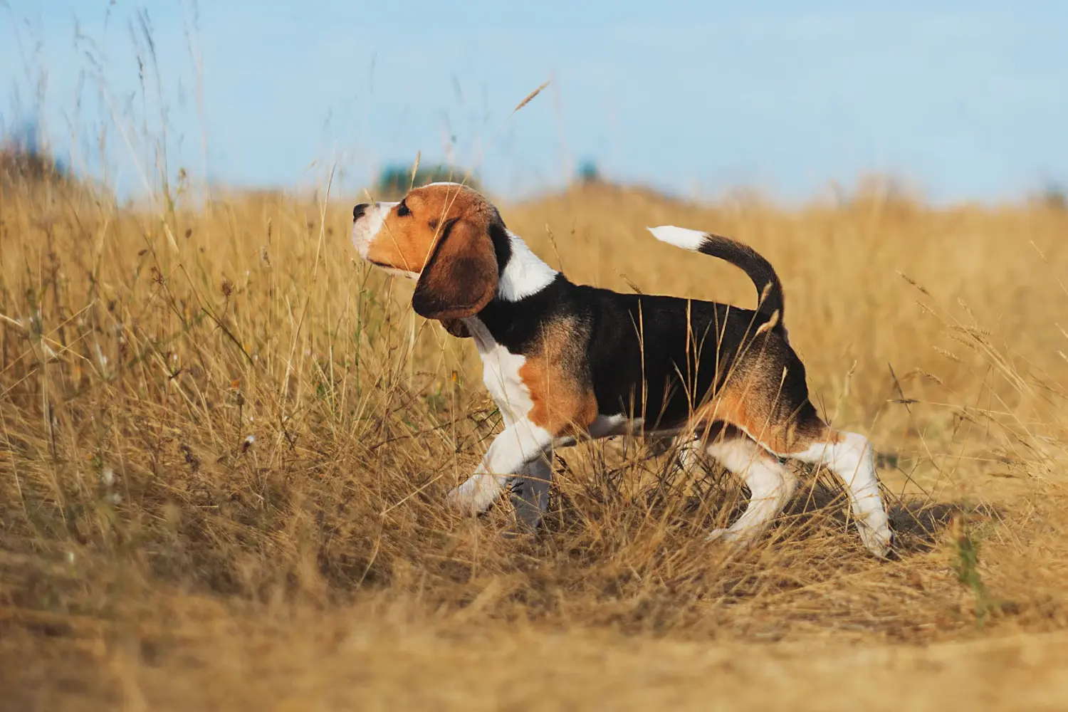 Bir Beagle yavrusu satın almak sorumluluk almak demektir! Beagle yavruları satın alın.