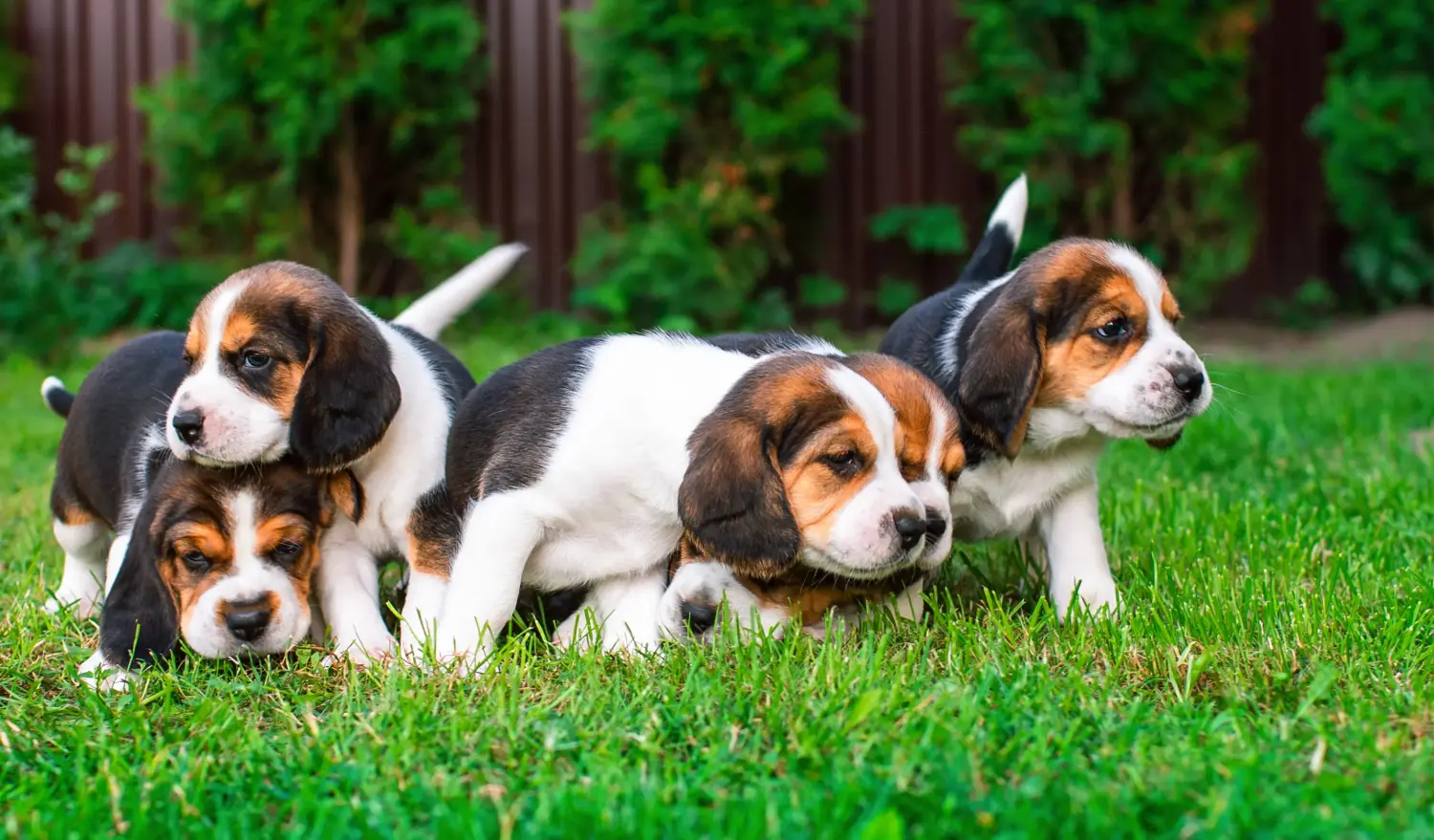Bir Beagle yavrusu satın almak sorumluluk almak demektir! Beagle yavruları satın alın.