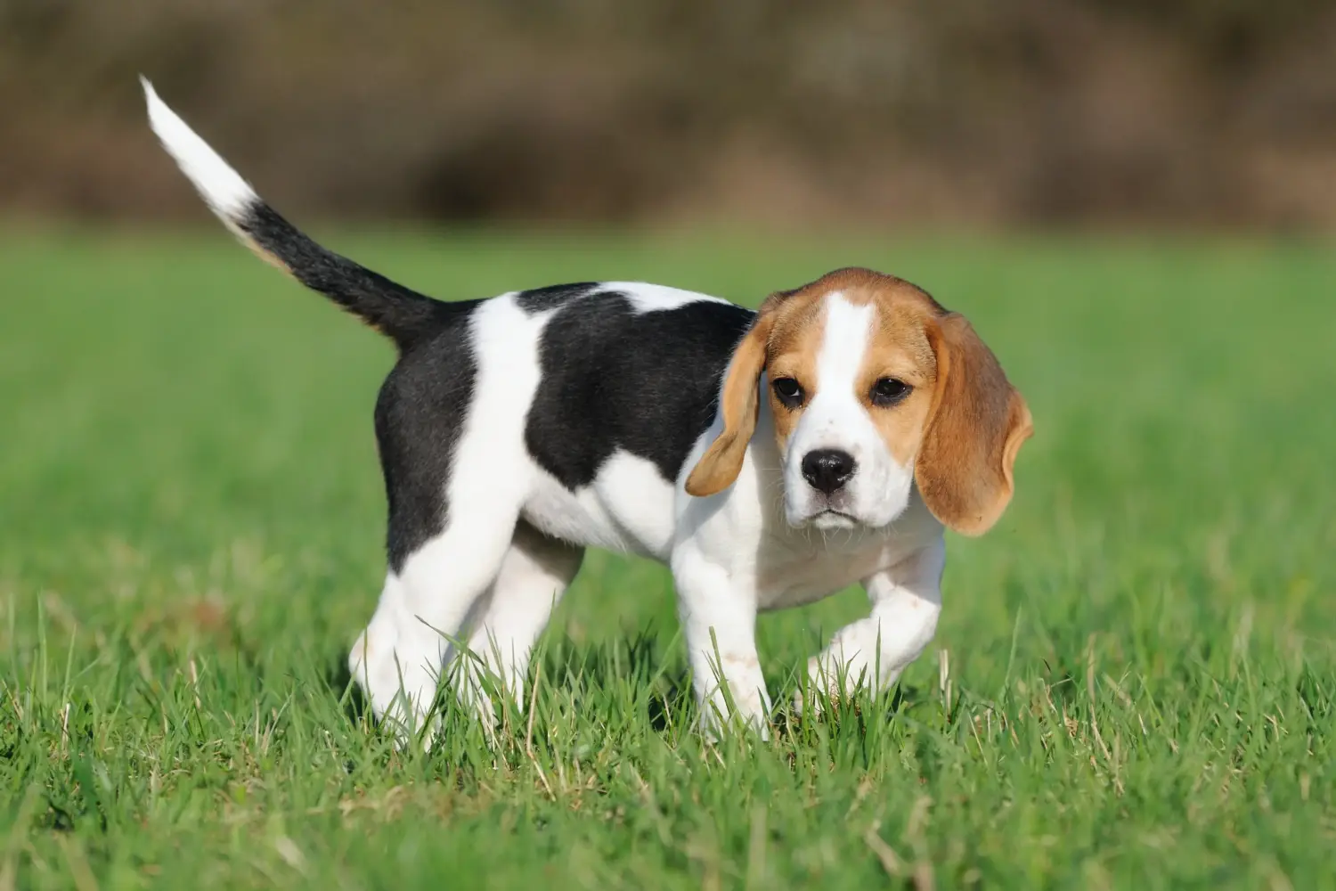 Bir Beagle yavrusu satın almak sorumluluk almak demektir! Beagle yavruları satın alın.