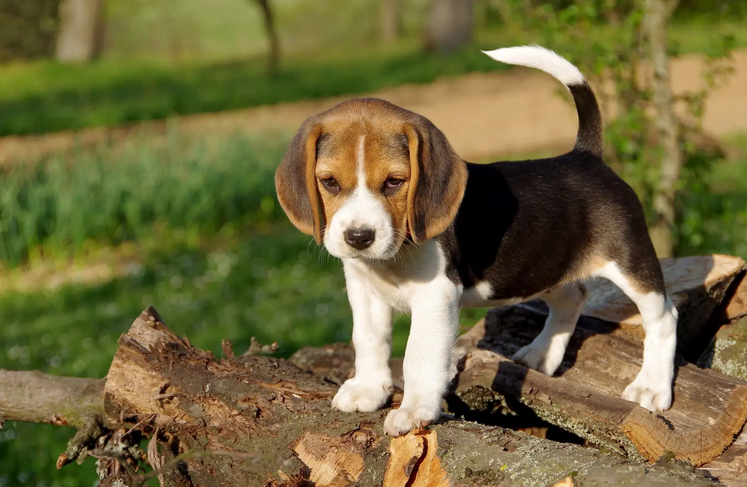 Bir Beagle yavrusu satın almak sorumluluk almak demektir! Beagle yavruları satın alın.