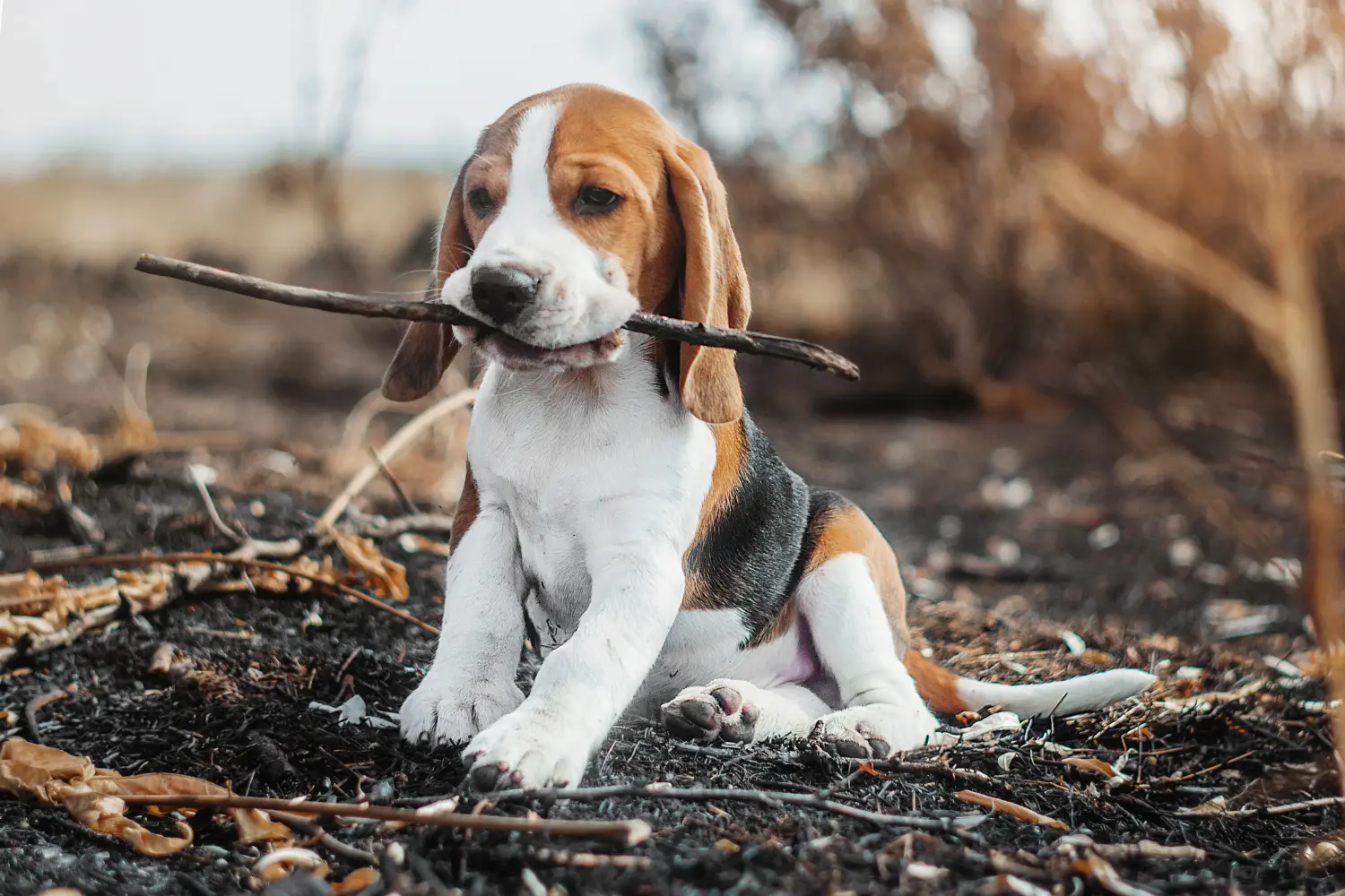 Bir Beagle yavrusu satın almak sorumluluk almak demektir! Beagle yavruları satın alın.