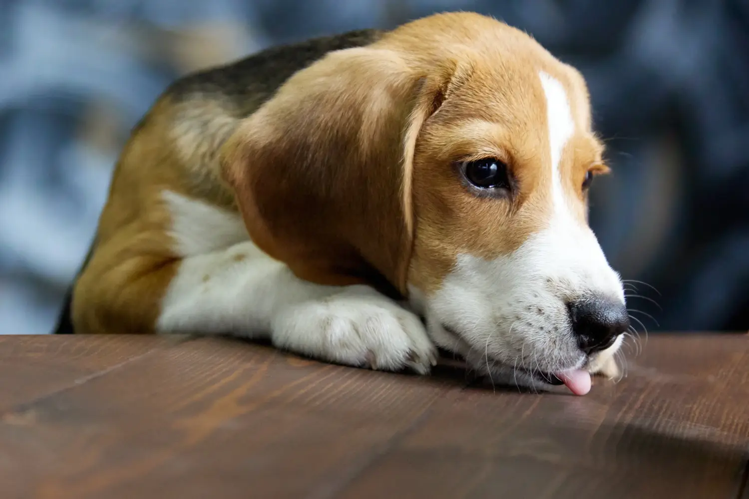 Bir Beagle yavrusu satın almak sorumluluk almak demektir! Beagle yavruları satın alın.