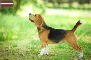 Read more about the article Letonya’daki Beagle yetiştiricileri ve köpek yavruları