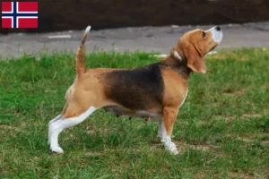 Read more about the article Norveç’teki Beagle yetiştiricileri ve köpek yavruları